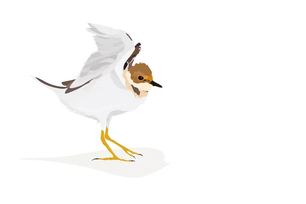 Ładny Mały Brzeg Ptaka Obraz Wektorowy Little Ringed Plover Białe — Wektor stockowy