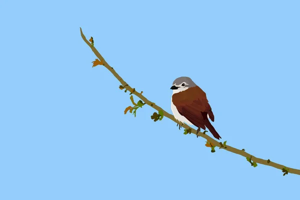 Vektorový Pták Pták Větvi Modrá Obloha Pozadí Ptačí Pták Rudý — Stockový vektor