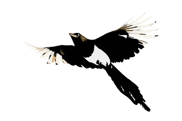 Flying Crow Vector Image Magpie White Background — Stock Vector