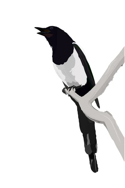 Cuervo Blanco Negro Rama Seca Imagen Vectorial Urraca Euroasiática — Vector de stock