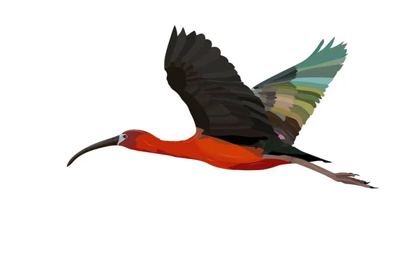 Pájaro Volador Imagen Vectorial Realista Pájaro Ibis Brillante Plegadis Falcinellus — Vector de stock