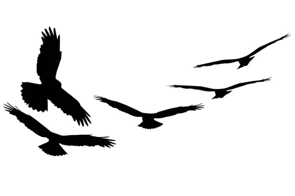 Burung Liar Terbang Burung Pemangsa Serangan Elang Burung Vektor Realistis - Stok Vektor