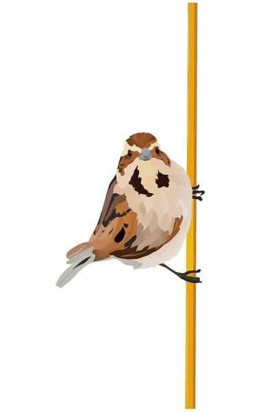 Sevimli Vektör Kuşu Gerçekçi Vektör Görüntüsü Beyaz Arka Plan — Stok Vektör