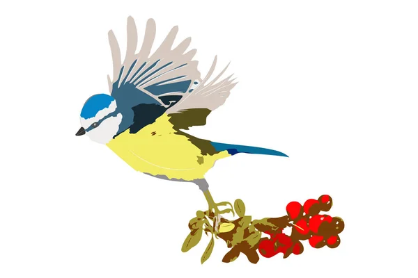 Fliegenden Niedlichen Kleinen Vogel Vektorbild Blaumeisen Weißer Hintergrund — Stockvektor