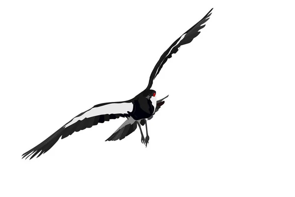 Latający Ptak Obraz Wektorowy Białe Tło Skrzydłowy Skrzydlata Lapwing — Wektor stockowy