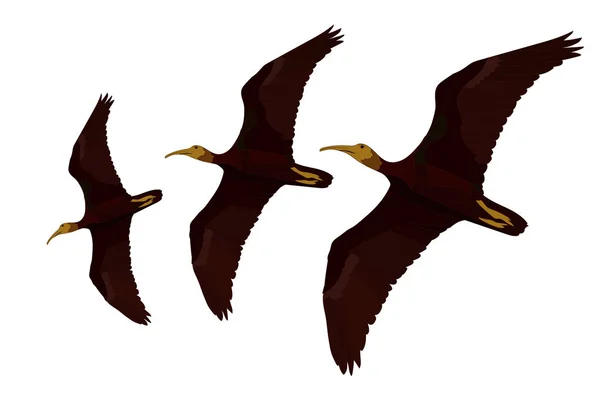 Pájaro Volador Northern Bald Ibis Geronticus Eremita Imagen Vectorial Fondo — Vector de stock