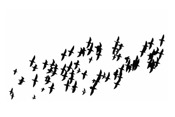 Pájaros Voladores Pájaros Abstractos Fondo Blanco Naturaleza Libertad — Vector de stock