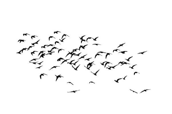 Uçan kuşlar. Soyut kuşlar. Beyaz arka plan. Özgürlük doğa arka plan.