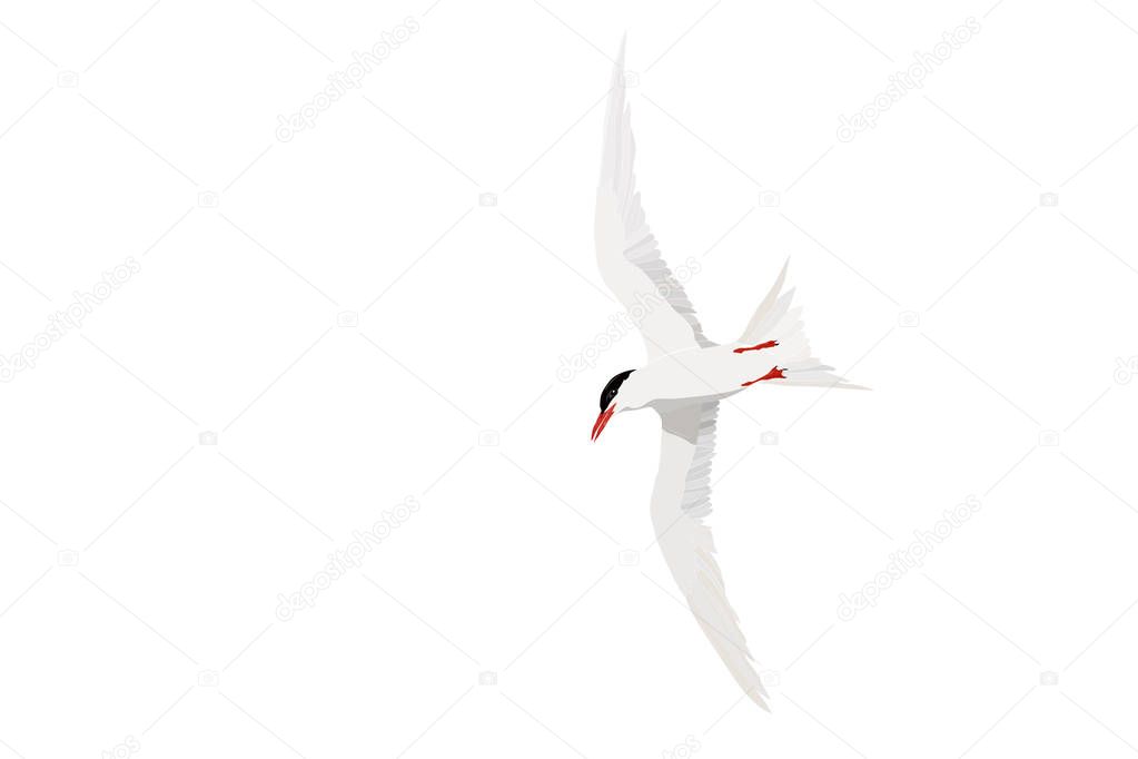 Flying white bird. Common Tern. Sterna hirundo. Vector image.