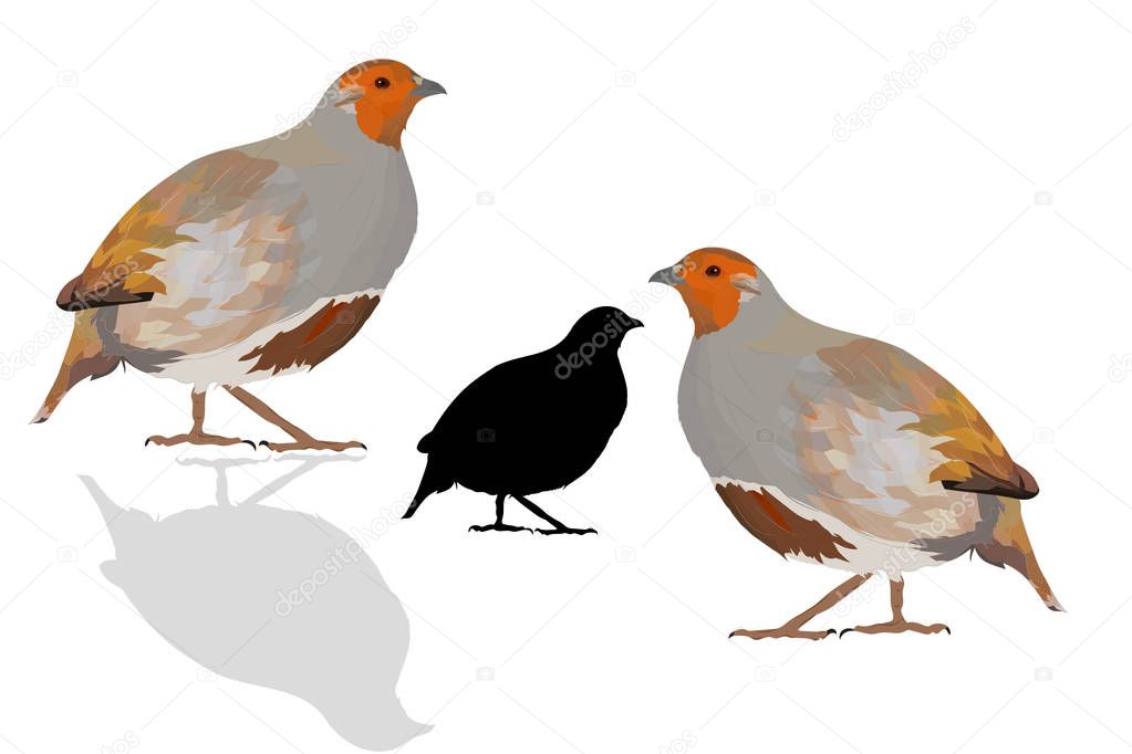 Realistic vector bird. Bird: Grey Partridge. Perdix perdix