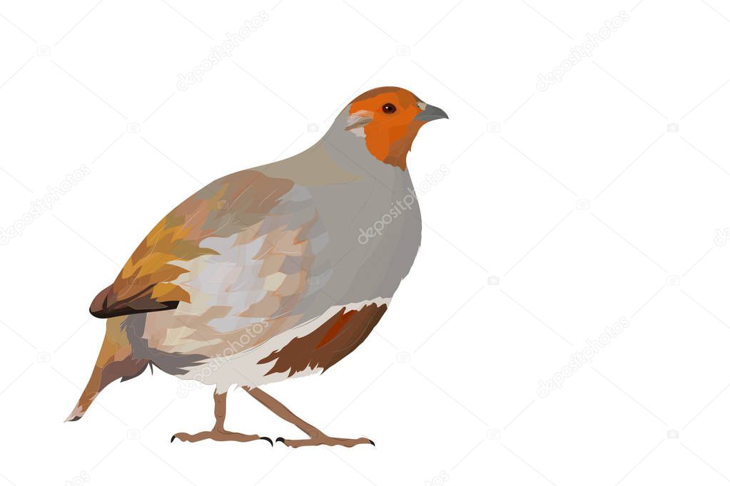 Realistic vector bird. Bird: Grey Partridge. Perdix perdix