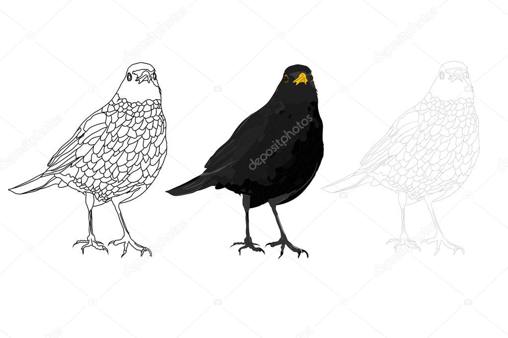 Common Blackbird. Vector images. White background.