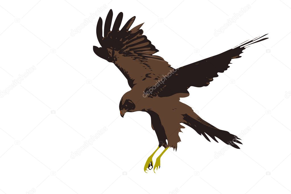 Flying wild bird. Bird of prey. Hawk attack. Realistic vector bird. Vector image. White background.