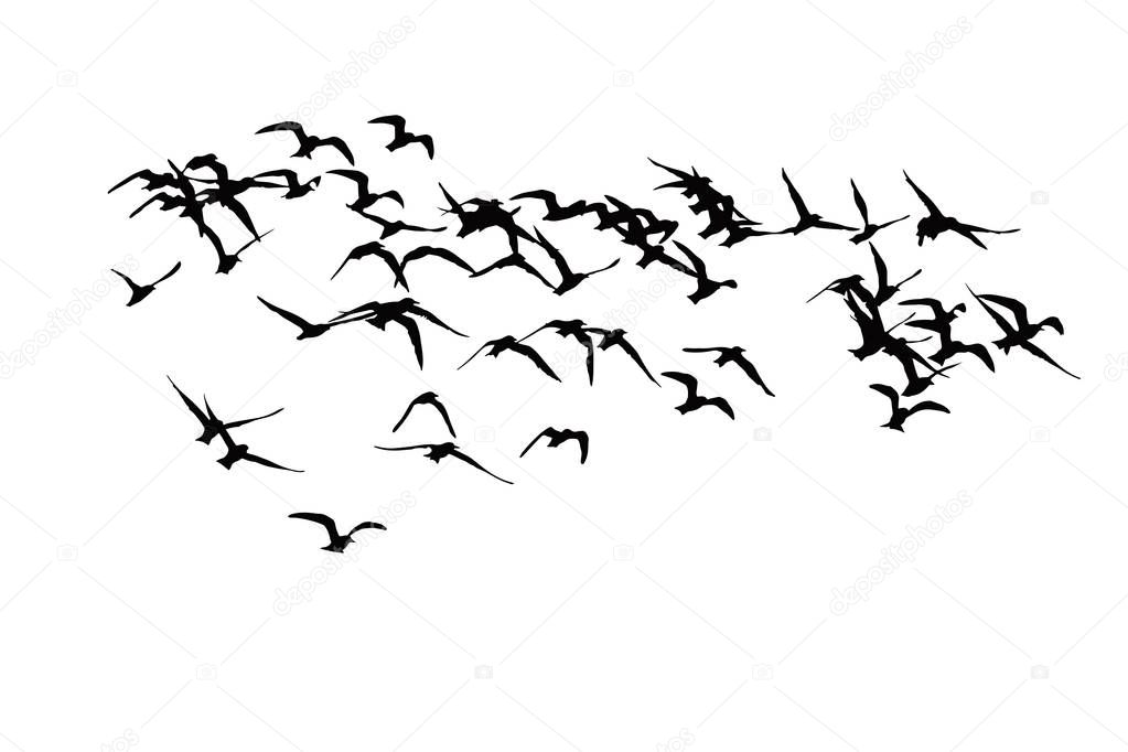 Flying birds. Abstract birds. White background. Freedom nature background.