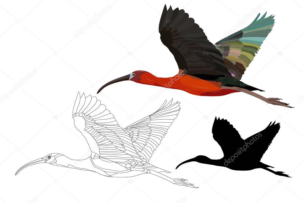 Flying big bird. Realistic vector images. Bird: Glossy Ibis. Plegadis falcinellus