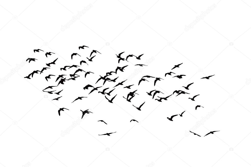 Flying birds. Abstract birds. White background. Freedom nature background.