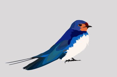 Sevimli kuş Ahır Kırlangıç. Hirundo rustica. 