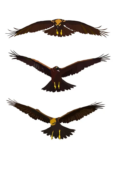 Літаюча Дика Пташка Птах Здобичі Яструбний Напад Реальний Векторний Птах — стоковий вектор