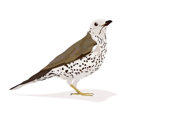 Птаха Мистл Траш Turdus Viscivorus Векторное Изображение Белый Фон — стоковый вектор