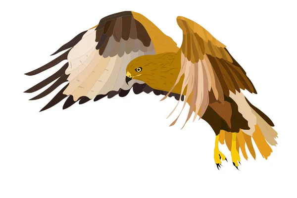 飞的野鸟 鹰攻击逼真的矢量鸟 矢量图像 白色背景 — 图库矢量图片
