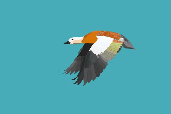 Ruddy Shelduck Volador Imagen Vectorial Fondo Color — Archivo Imágenes Vectoriales