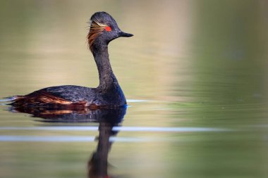 Su ve yüzme kuşu. Yüzme Grebe. Sarı yeşil su yansımaları arka plan. Kuş: siyah boyun Grebe. Podiceps nigricollis.