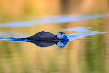 Gölde ördek yüzüyor. Sevimli mavi gagalı ördek. Göl su yansımaları. Doğa geçmişi. Ördek: Beyaz kafalı ördek. Okura leucocephala.