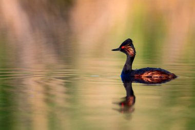Su ve yüzme kuşu. Yüzme Grebe. Sarı yeşil su yansımaları arka plan. Kuş: siyah boyun Grebe. Podiceps nigricollis.