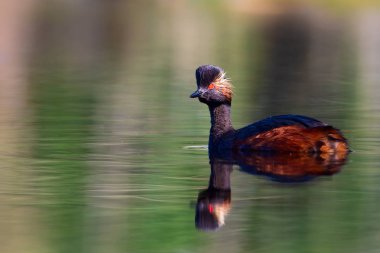 Su ve yüzme kuşu. Yüzme Grebe. Sarı yeşil su yansımaları arka plan. Kuş: siyah boyun Grebe. Podiceps nigricollis.