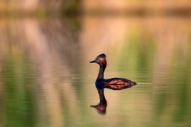 Su ve yüzme kuşu. Yüzme Grebe. Sarı yeşil su yansımaları arka plan. Kuş: siyah boyun Grebe. Podiceps nigricollis.