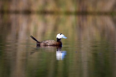 Gölde ördek yüzüyor. Sevimli mavi gagalı ördek. Göl su yansımaları. Doğa geçmişi. Ördek: Beyaz kafalı ördek. Okura leucocephala.
