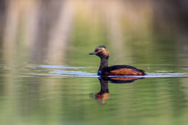 Su ve yüzme kuşu. Yüzme Grebe. Sarı yeşil su yansımaları arka plan. Kuş: siyah boyun Grebe. Podiceps nigricollis.