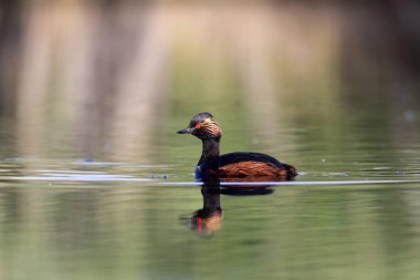 Su ve yüzme kuşu. Yüzme Grebe. Sarı yeşil su yansımaları arka plan. Kuş: siyah boyun Grebe. Podiceps nigricollis.