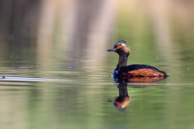 Su ve yüzme kuşu. Yüzme Grebe. Sarı yeşil su yansımaları arka plan. Kuş: siyah boyun Grebe. Podiceps nigricollis.