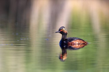 Su ve yüzme kuşu. Yüzme Grebe. Sarı yeşil su yansımaları arka plan. Kuş: siyah boyun Grebe. Podiceps nigricollis.