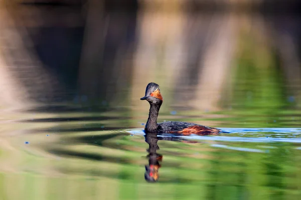 Água Pássaro Nadador Grebe Natação Amarelo Verde Reflexos Água Fundo — Fotografia de Stock