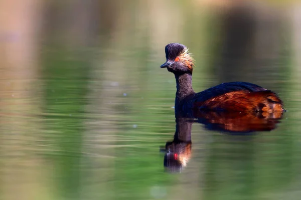 Water Zwemmen Vogel Zwemmen Grebe Geel Groen Water Reflecties Achtergrond — Stockfoto