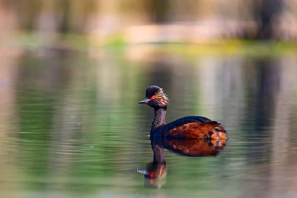 Water and swimming bird. Swimming grebe. Yellow green water reflections background. Bird: Black necked Grebe. Podiceps nigricollis.