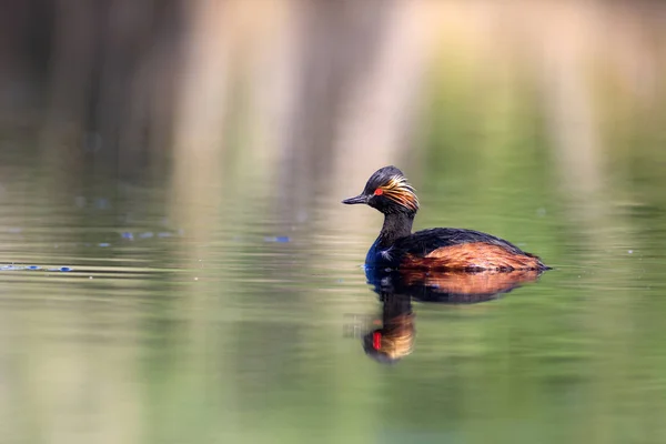 水と水泳の鳥 スイミング グリーブ黄色の緑色の水が背景を反射します 黒い首のグレブ ポジセプス ニドリリス — ストック写真