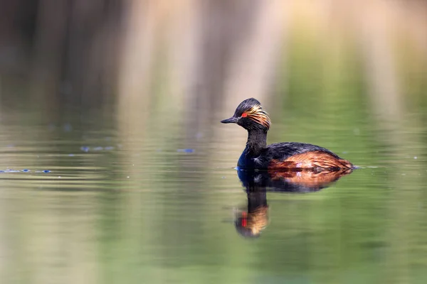 水と水泳の鳥 スイミング グリーブ黄色の緑色の水が背景を反射します 黒い首のグレブ ポジセプス ニドリリス — ストック写真