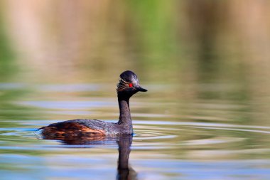 Su ve yüzme kuşu. Yüzme Grebe. Sarı yeşil su arka plan. Kuş: siyah boyun Grebe. Podiceps nigricollis.
