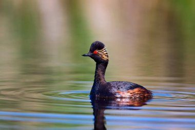 Su ve yüzme kuşu. Yüzme Grebe. Sarı yeşil su arka plan. Kuş: siyah boyun Grebe. Podiceps nigricollis.
