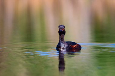 Su ve yüzme kuşu. Yüzme Grebe. Sarı yeşil su arka plan. Kuş: siyah boyun Grebe. Podiceps nigricollis.