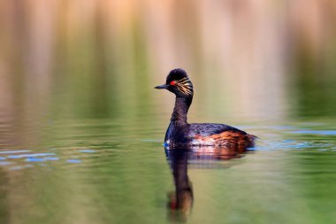 Su ve yüzme kuşu. Yüzme Grebe. Sarı yeşil su arka plan. Kuş: siyah boyun Grebe. Podiceps nigricollis.