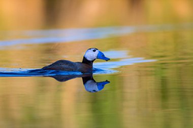 Gölde ördek yüzüyor. Sevimli mavi gagalı ördek. Sarı yeşil su doğası arka plan. Ördek: Beyaz kafalı ördek. Okura leucocephala.