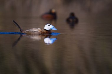 Gölde ördek yüzüyor. Sevimli mavi gagalı ördek. Sarı yeşil su doğası arka plan. Ördek: Beyaz kafalı ördek. Okura leucocephala.