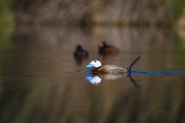 Gölde ördek yüzüyor. Sevimli mavi gagalı ördek. Sarı yeşil su doğası arka plan. Ördek: Beyaz kafalı ördek. Okura leucocephala.