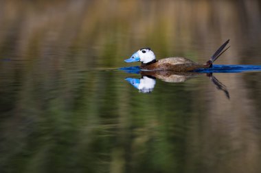 Gölde ördek yüzüyor. Sevimli mavi gagalı ördek. Sarı yeşil su doğası arka plan. Ördek: Beyaz kafalı ördek. Okura leucocephala.