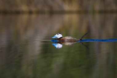 Gölde ördek yüzüyor. Sevimli mavi gagalı ördek. Sarı yeşil su doğası arka plan. Ördek: Beyaz kafalı ördek. Okura leucocephala.