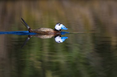 Gölde ördek yüzüyor. Sevimli mavi gagalı ördek. Sarı yeşil su doğası arka plan. Ördek: Beyaz kafalı ördek. Okura leucocephala.